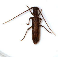 Trichopsathyrus modestus