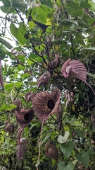 Aristolochia grandiflora image