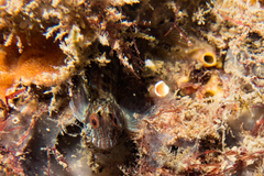 Parablennius intermedius