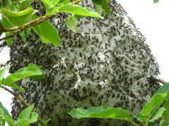 Protonectarina sylveirae