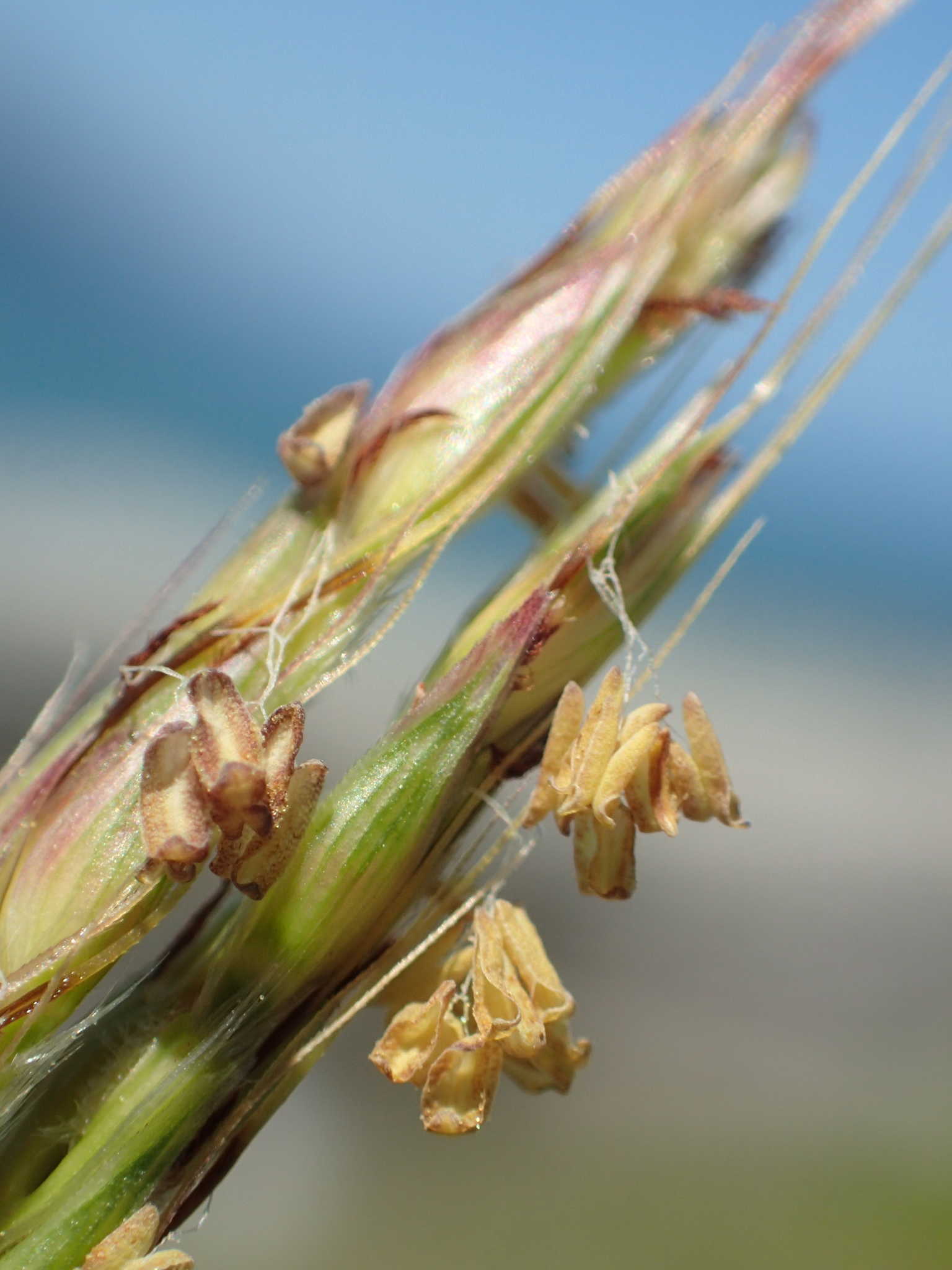 Ischaemum