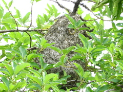Protonectarina sylveirae
