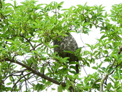 Protonectarina sylveirae