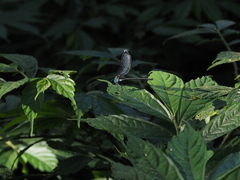 Psolodesmus mandarinus dorothea