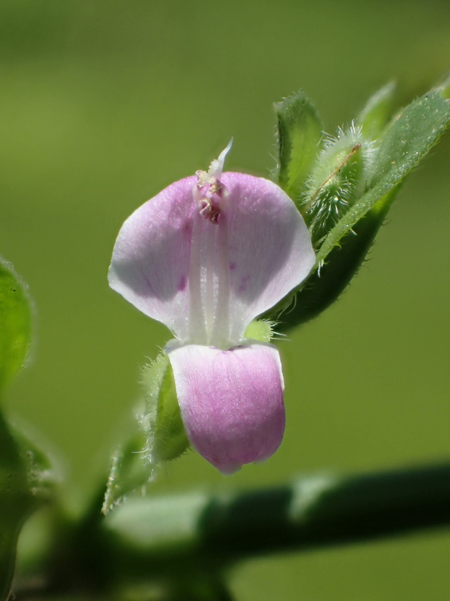 Dicliptera chinensis