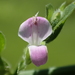 Dicliptera chinensis - Photo no hay derechos reservados, subido por 葉子