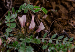 Astragalus testiculatus