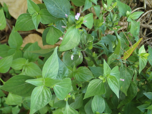 Dicliptera chinensis