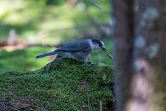 Perisoreus canadensis image