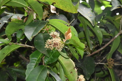 Ixora brachiata