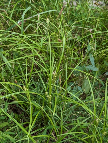 Image of Carex aureolensis by no rights reserved