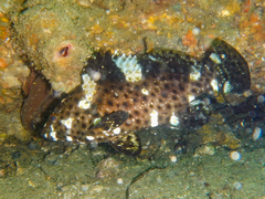 Epinephelus maculatus