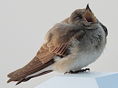 Northern Rough-winged Swallow, Pistakee Lake, Fox Lake, IL, US, photo 5 of 10