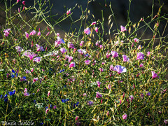 Convolvulus dorycnium