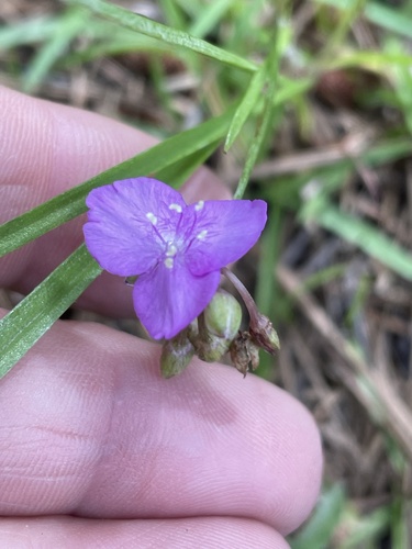 Callisia graminea, photograph 4