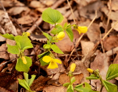 Viola uniflora