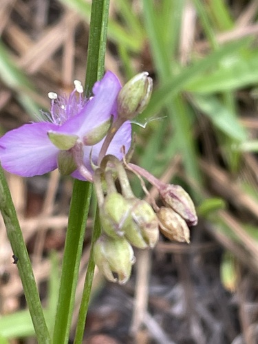 Callisia graminea, photograph 5