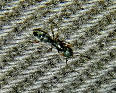 Ponerinae