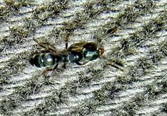 Ponerinae