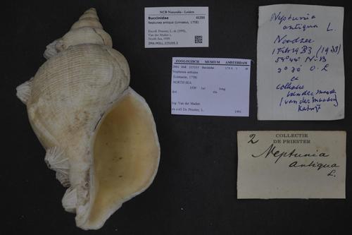 Red Whelk