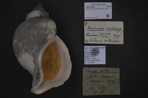 Red Whelk