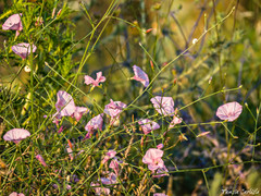 Convolvulus dorycnium