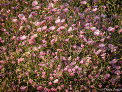 Convolvulus dorycnium