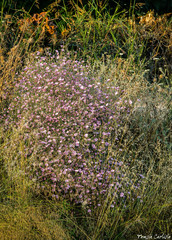 Convolvulus dorycnium