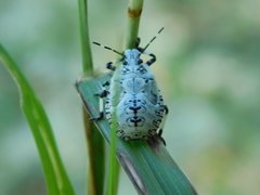 Apateticus lineolatus