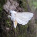 Spilosoma dubia - Photo (c) Chuck Sexton, μερικά δικαιώματα διατηρούνται (CC BY-NC), uploaded by Chuck Sexton
