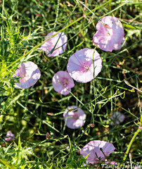 Convolvulus dorycnium