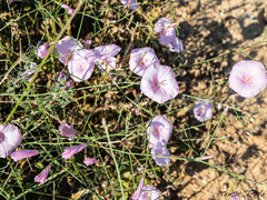 Convolvulus dorycnium