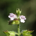 Mosla scabra - Photo no rights reserved, uploaded by 葉子