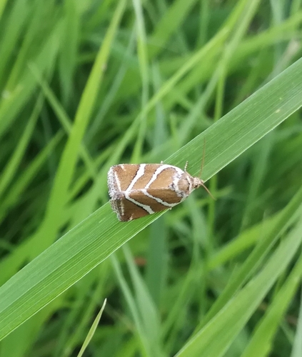 morička šachorová (Deltote bankiana)