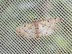 Pycnarmon cribrata