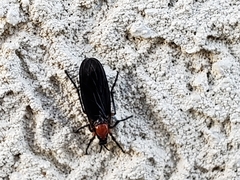 Dilophus serotinus