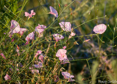 Convolvulus dorycnium