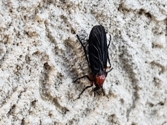 Dilophus serotinus