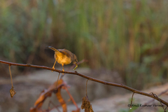 Prinia inornata