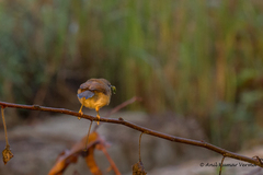 Prinia inornata