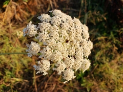 Daucus carota