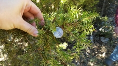 Juniperus drupacea