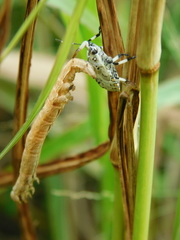 Apateticus lineolatus