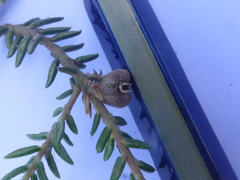 Phylica glabrata