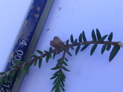 Phylica glabrata