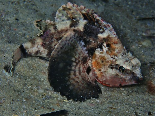 Gulf gurnard perch (Neosebastes bougainvillii) — Neosebastidae — 5