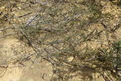 Phylica glabrata