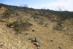 Phylica glabrata
