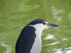 Nycticorax nycticorax