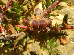 Phylica glabrata